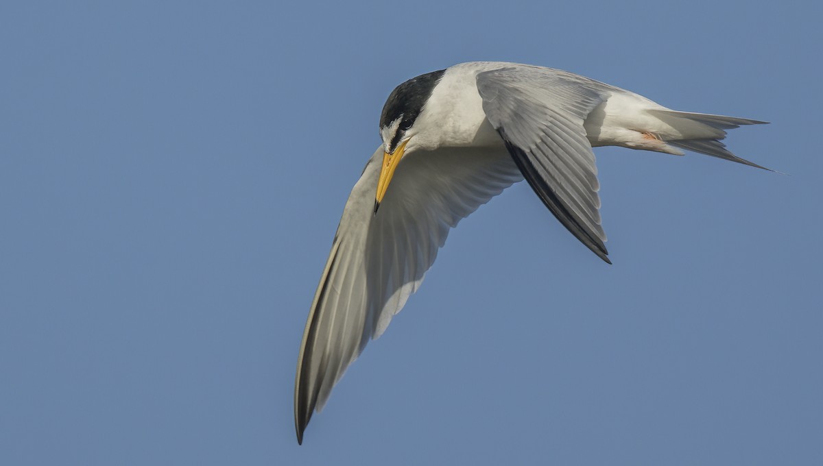 Little Tern - Francisco Pires