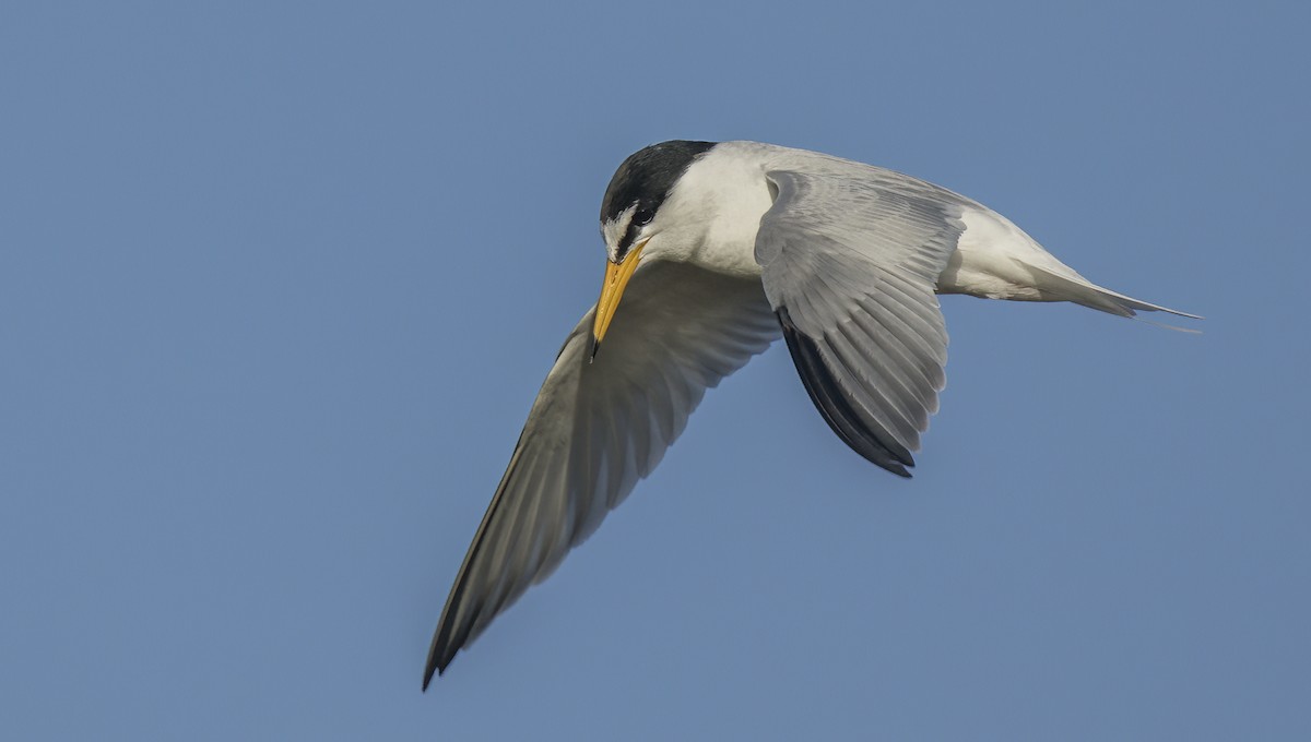 Little Tern - Francisco Pires