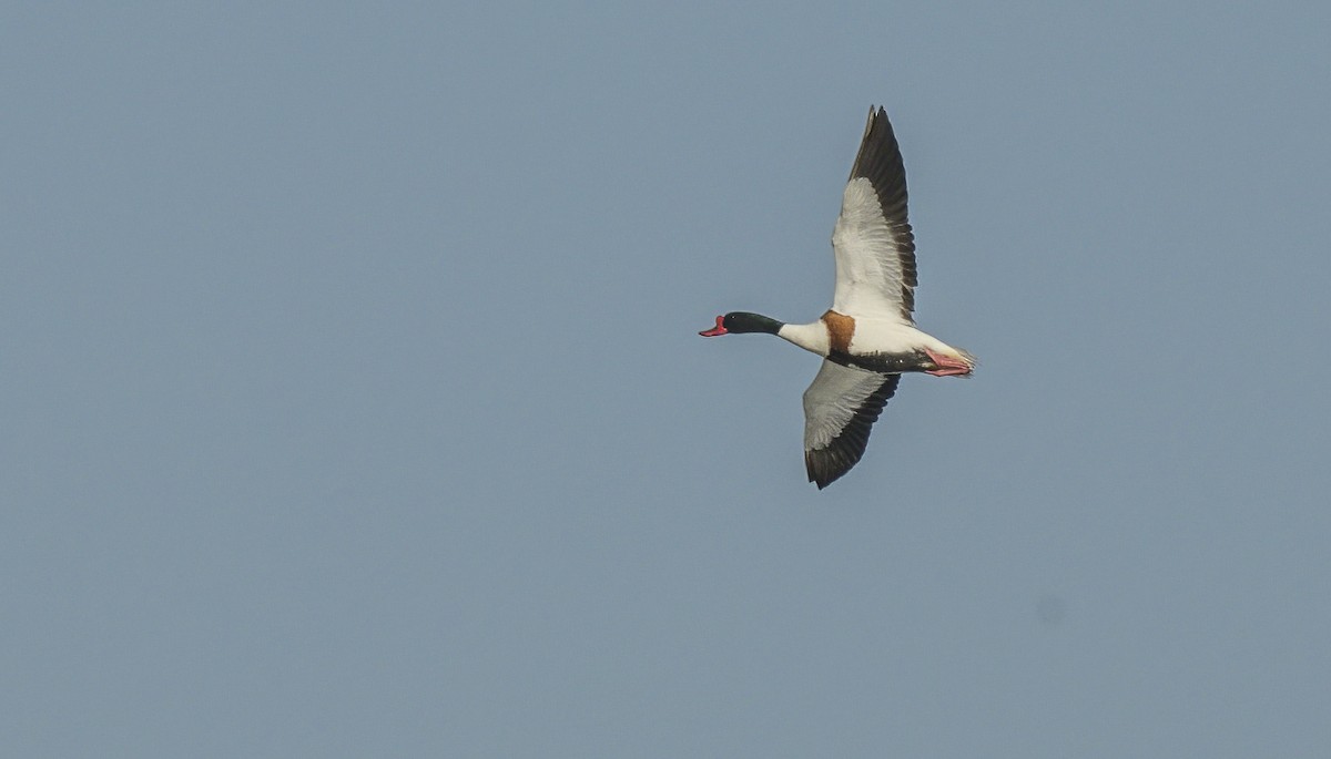 Common Shelduck - ML618220783