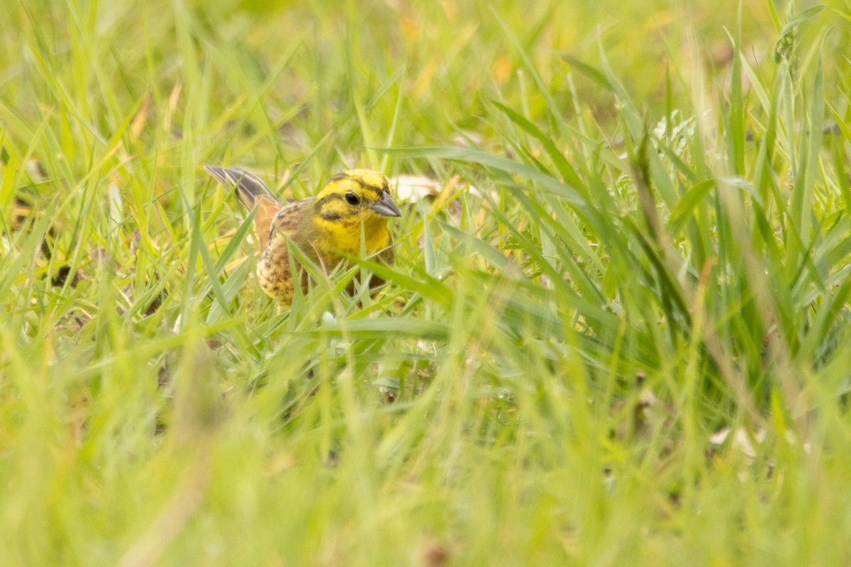 Yellowhammer - Letty Roedolf Groenenboom