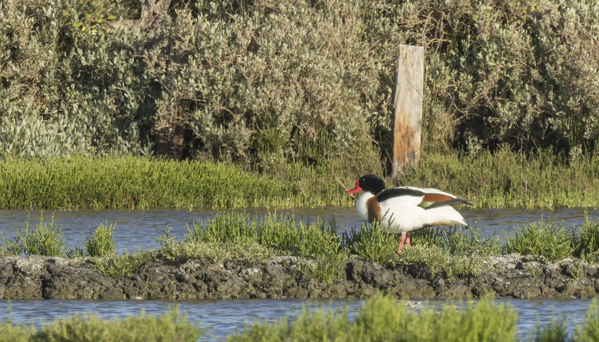 Common Shelduck - ML618220789