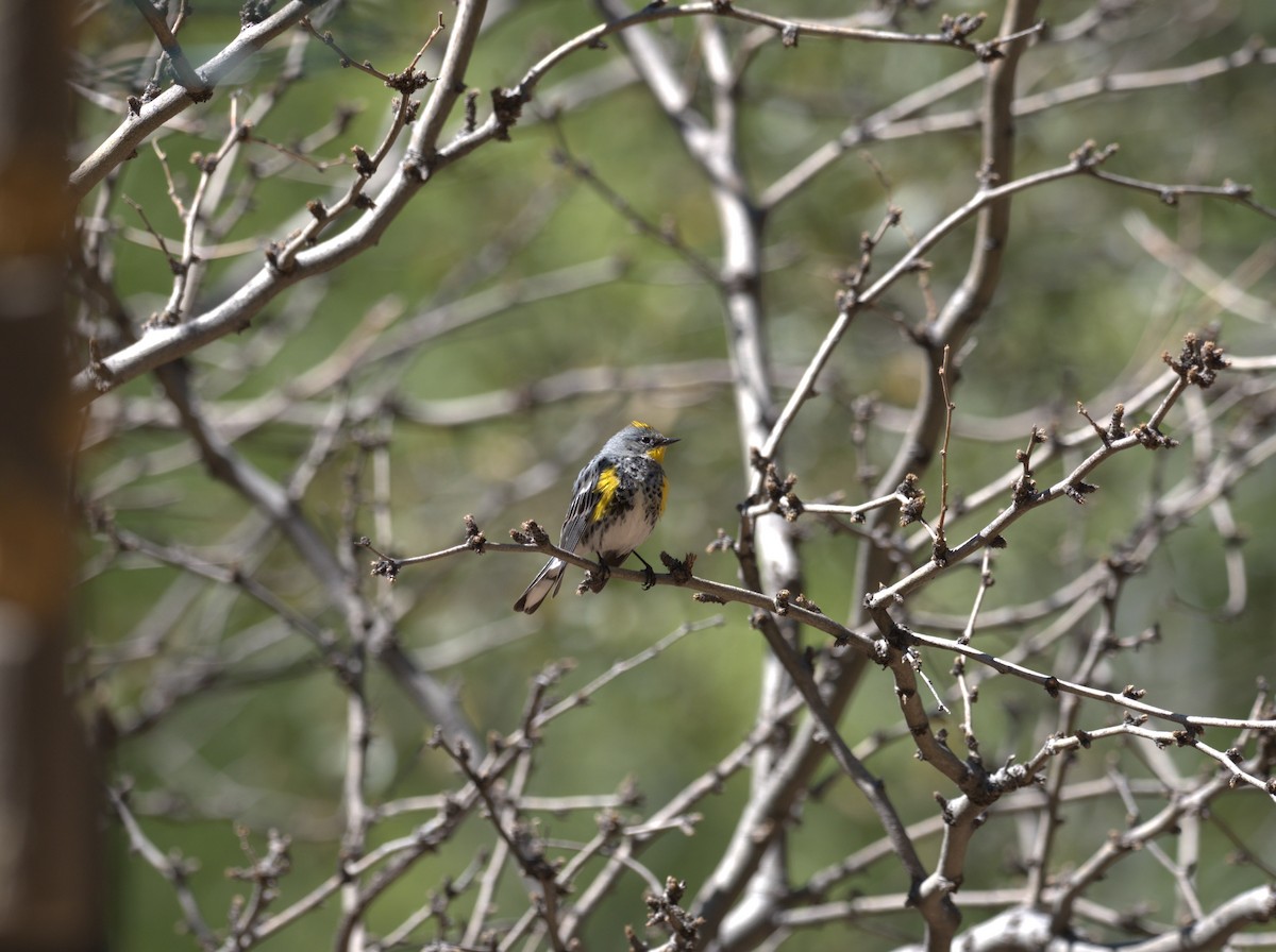 Yellow-rumped Warbler - Daniel Richards