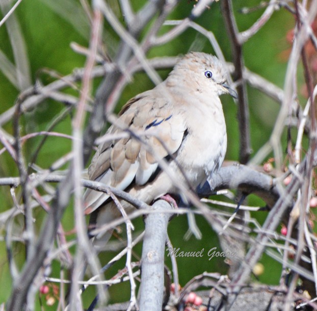 Picui Ground Dove - ML618220848