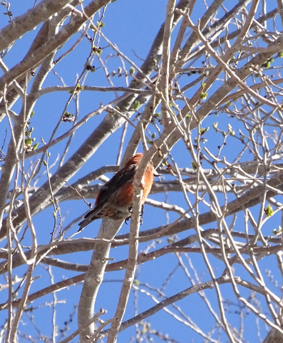 Red Crossbill - Nancy Overholtz