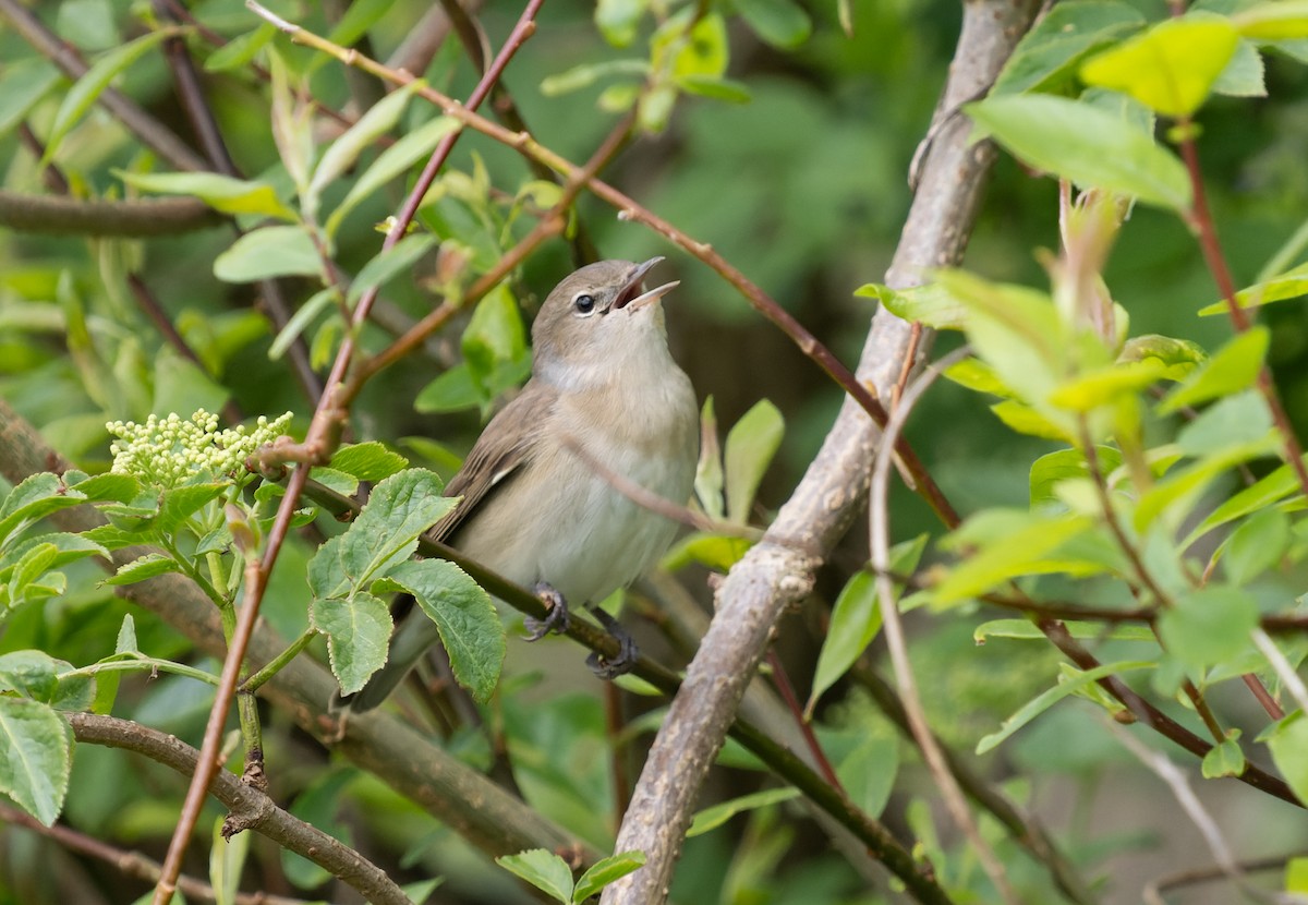 Garden Warbler - Simon Colenutt