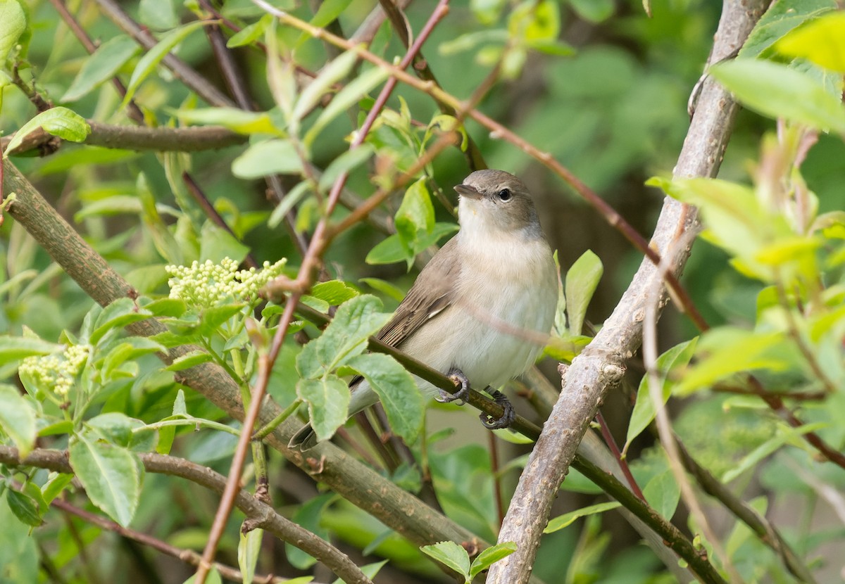 Garden Warbler - Simon Colenutt