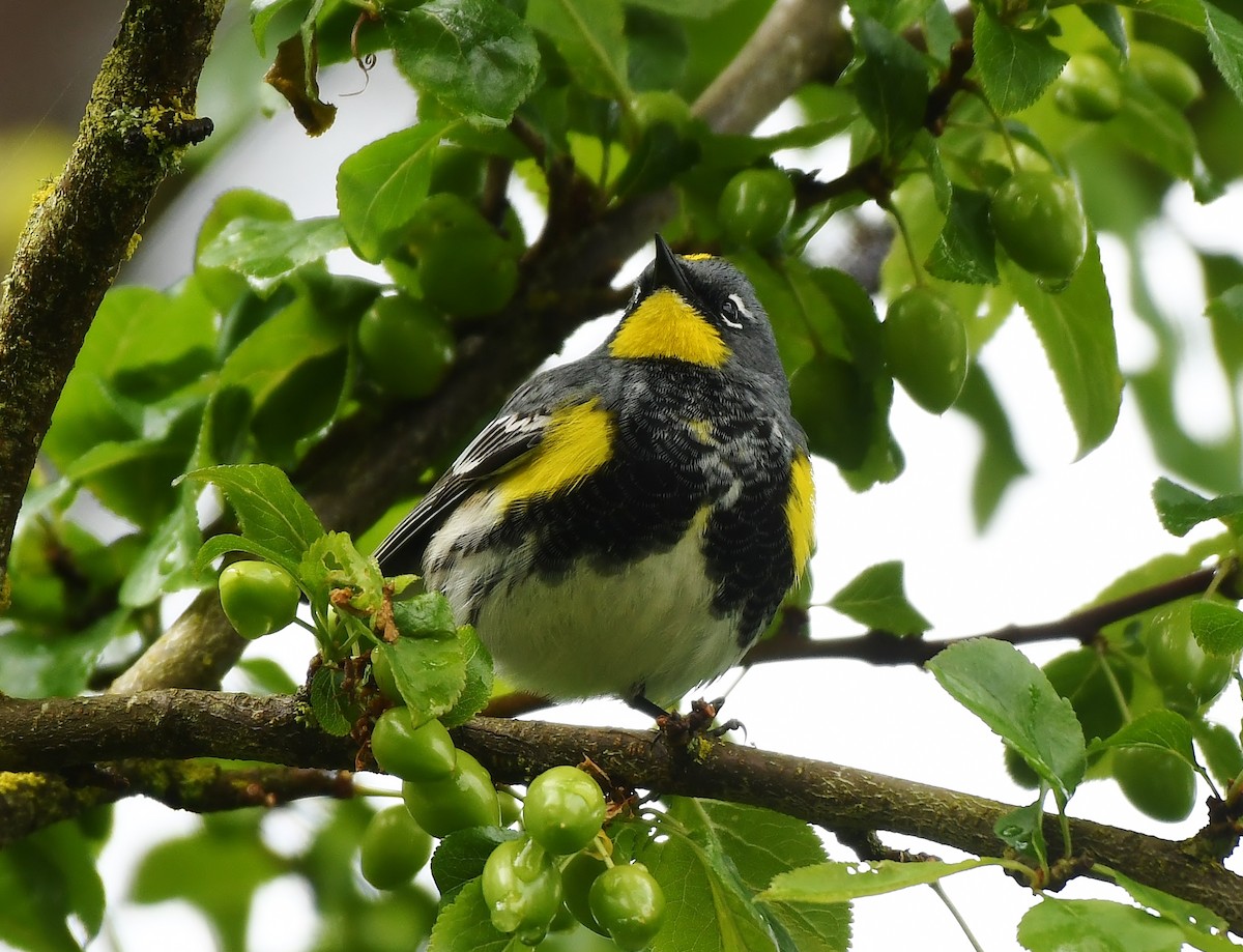 Yellow-rumped Warbler - Rachel Hudson