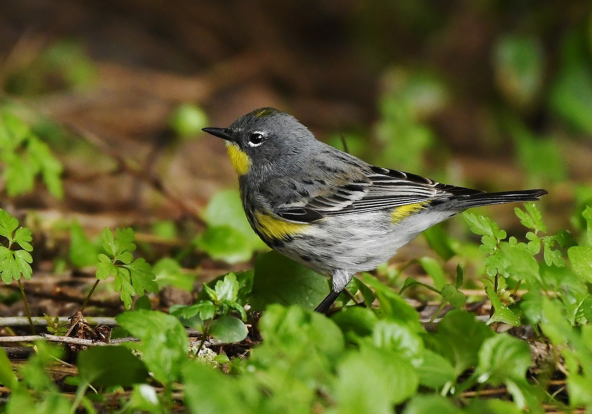 Yellow-rumped Warbler - Rachel Hudson