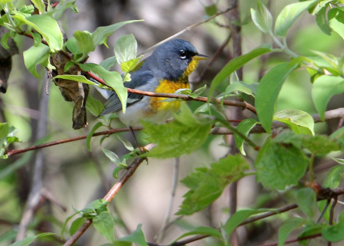 Northern Parula - Bruce Arnold