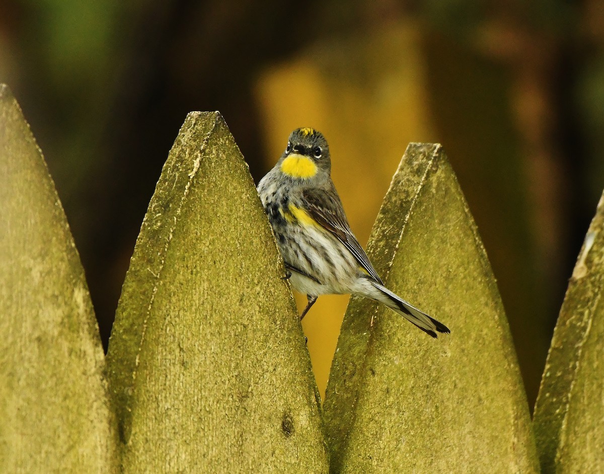 Yellow-rumped Warbler - Rachel Hudson