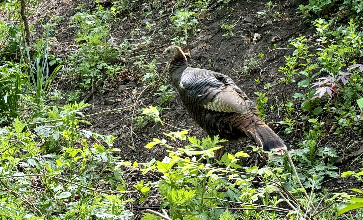 Wild Turkey - ML618220901