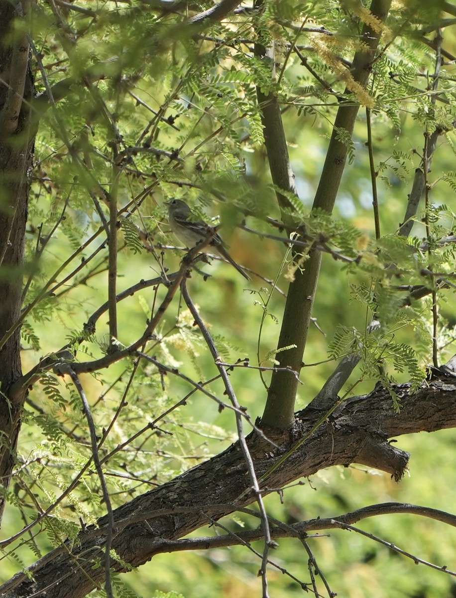 Gray Flycatcher - John Rhoades