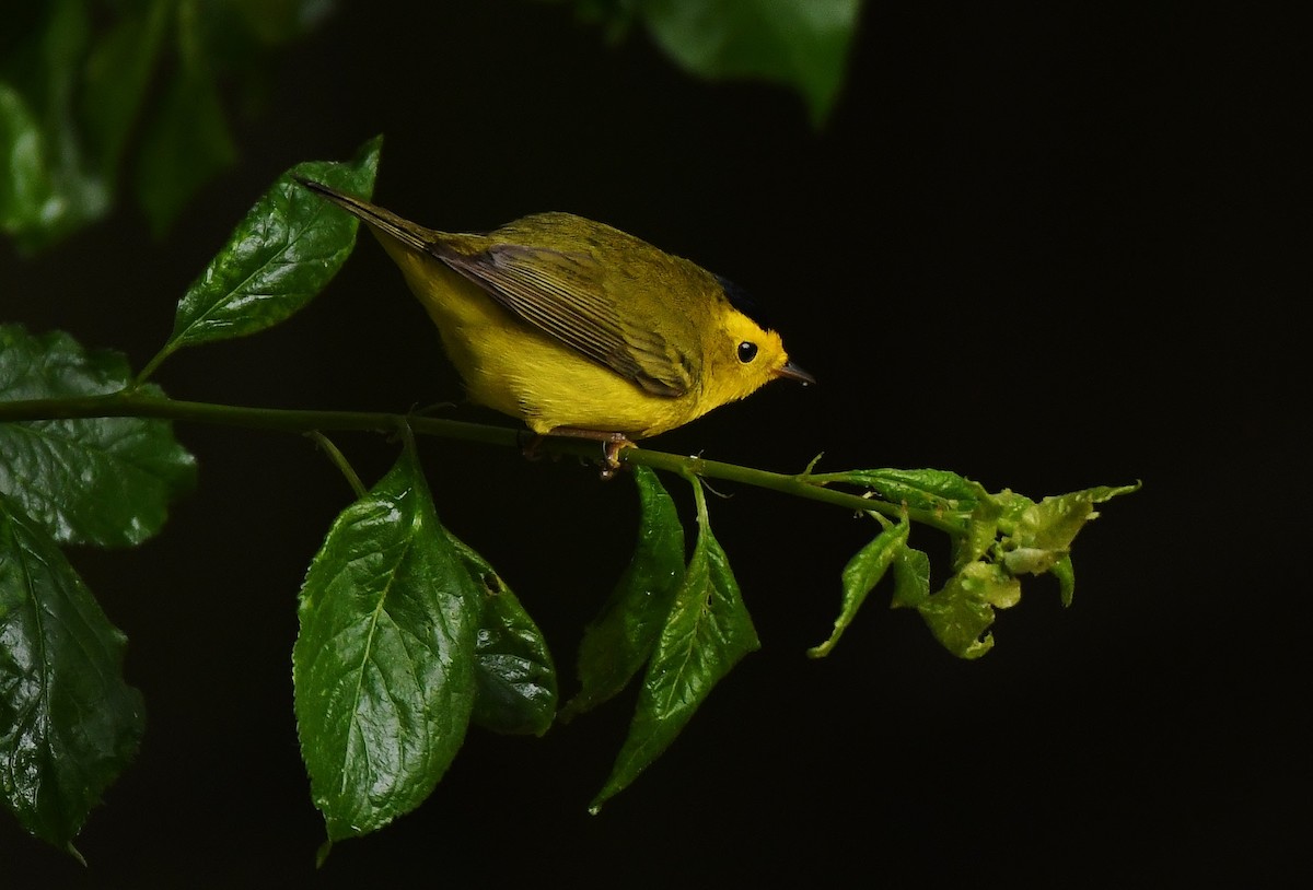 Wilson's Warbler - Rachel Hudson