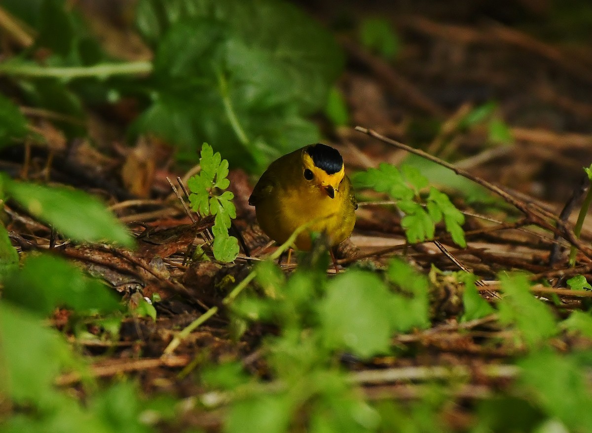 Wilson's Warbler - Rachel Hudson