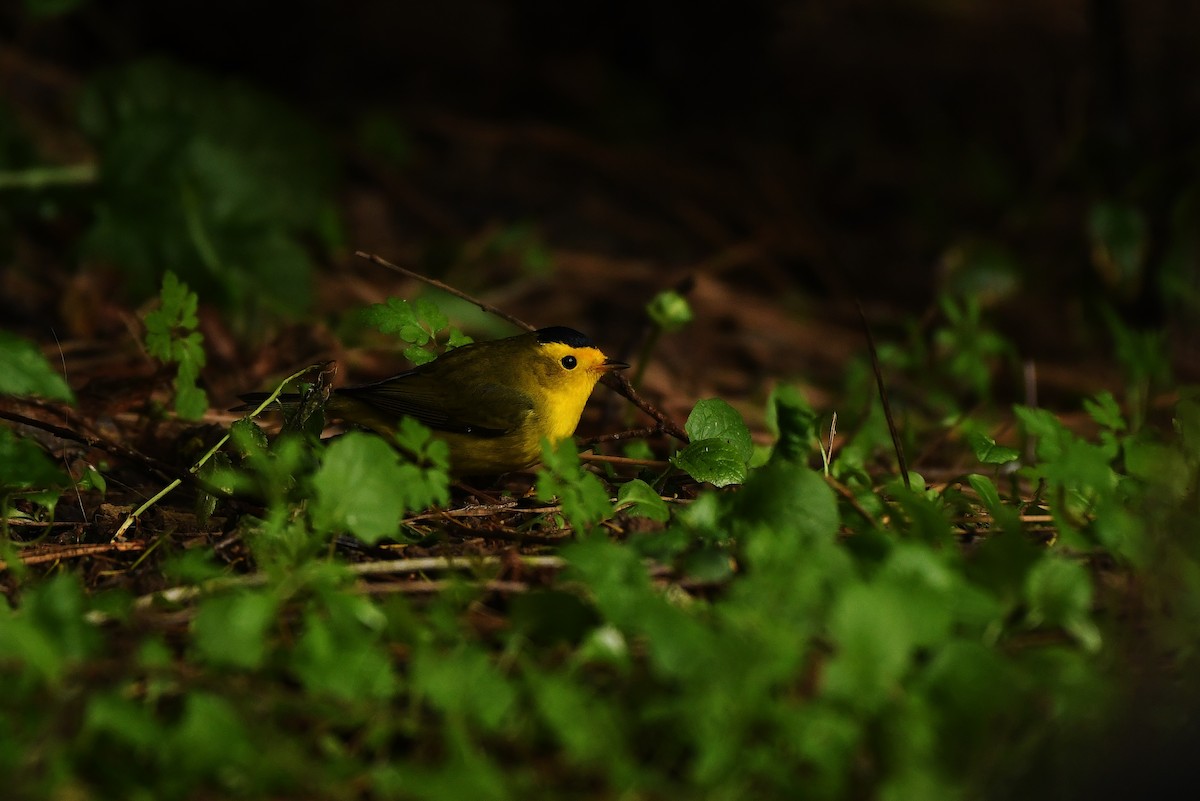 Wilson's Warbler - Rachel Hudson