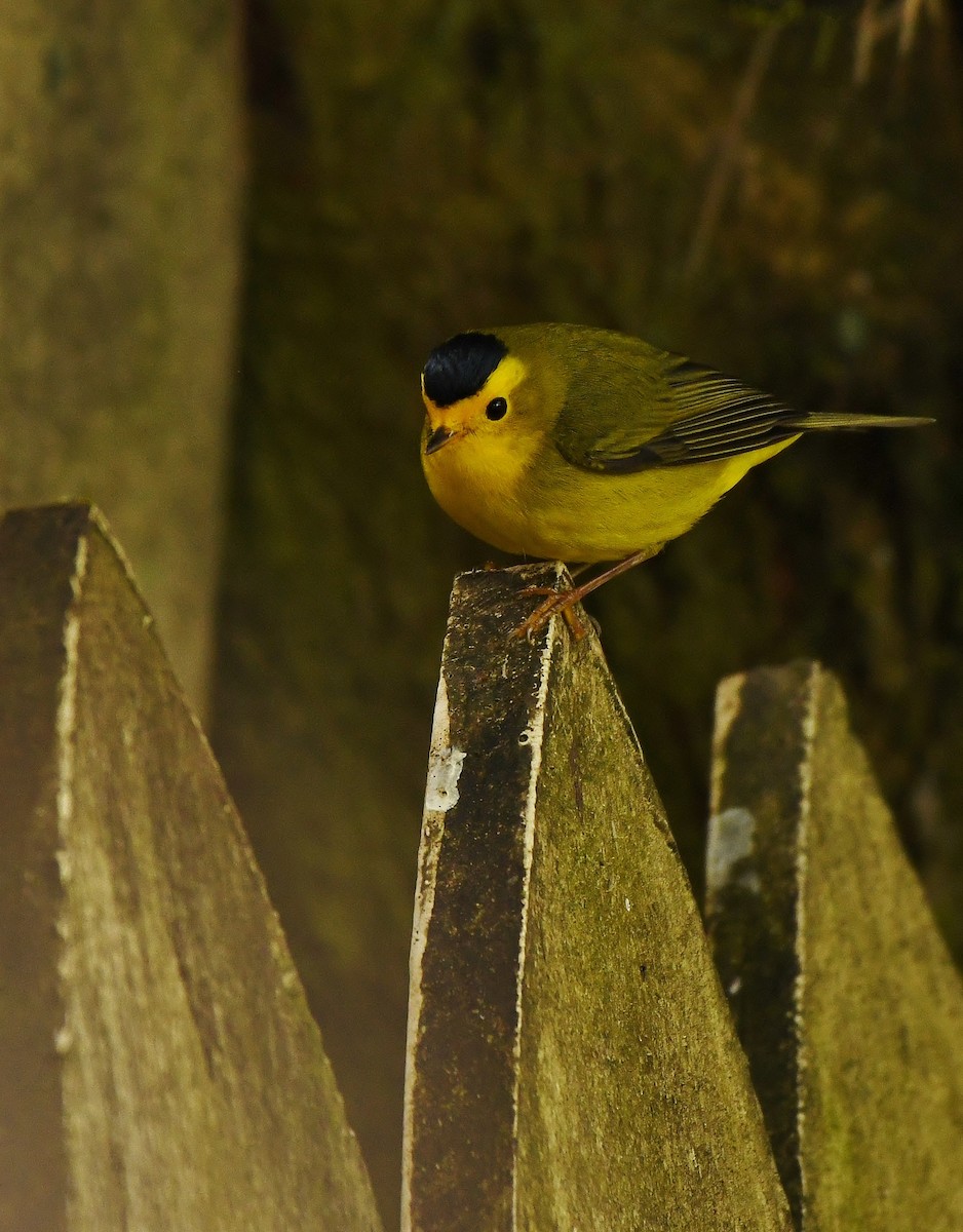 Wilson's Warbler - Rachel Hudson