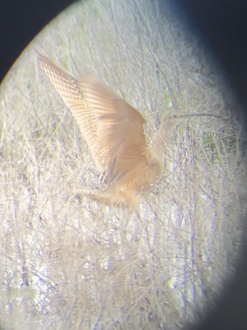 Long-billed Curlew - ML618220967