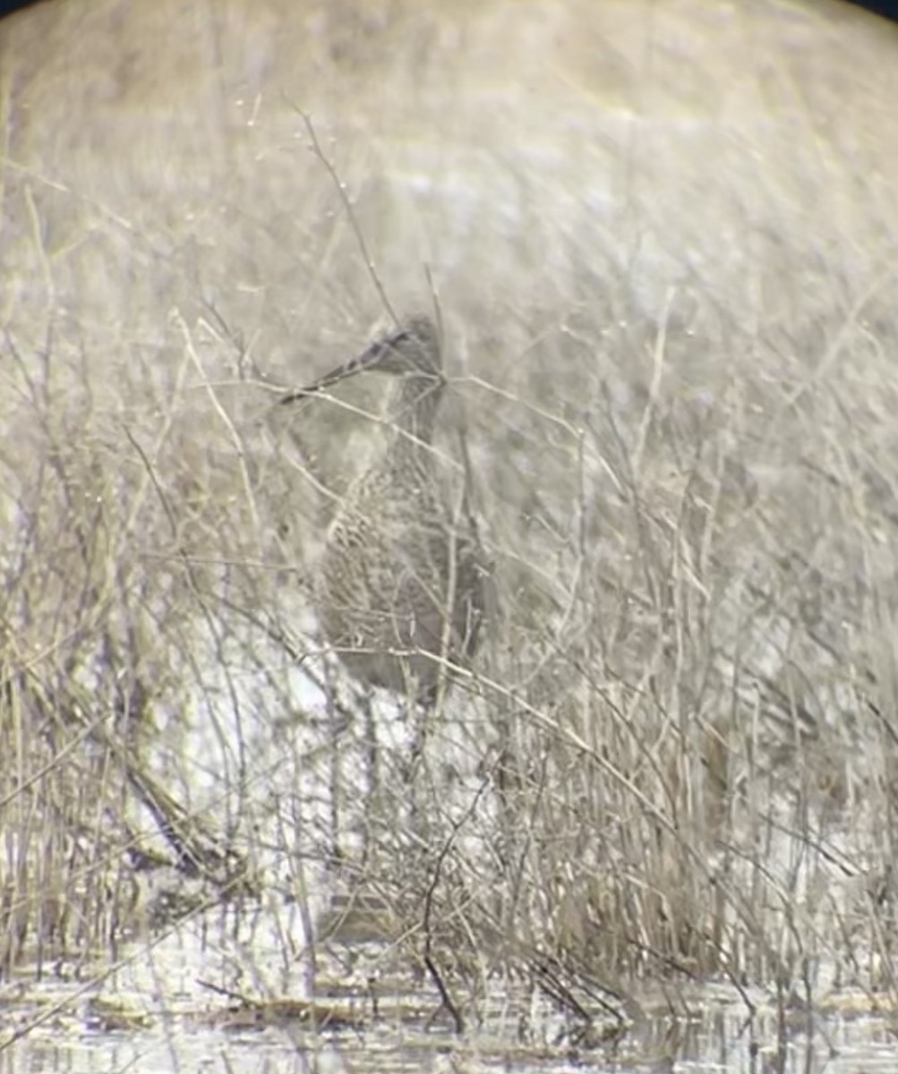 Willet - Larsen Birdsong