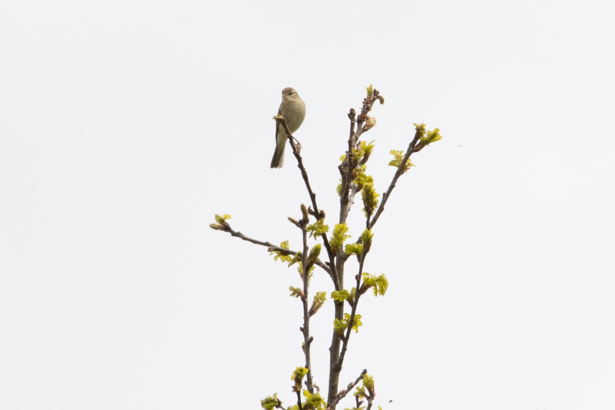 Mosquitero Musical - ML618220991