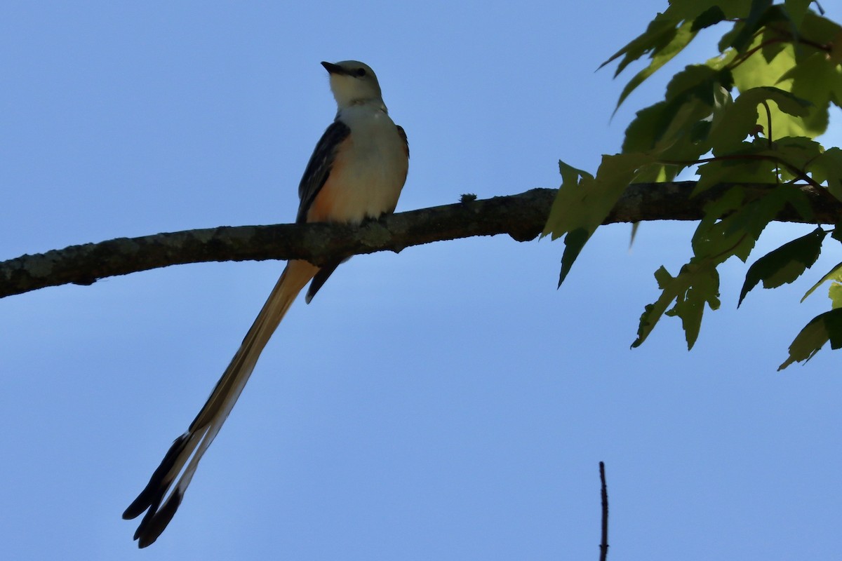 Scissor-tailed Flycatcher - Leilani Münter