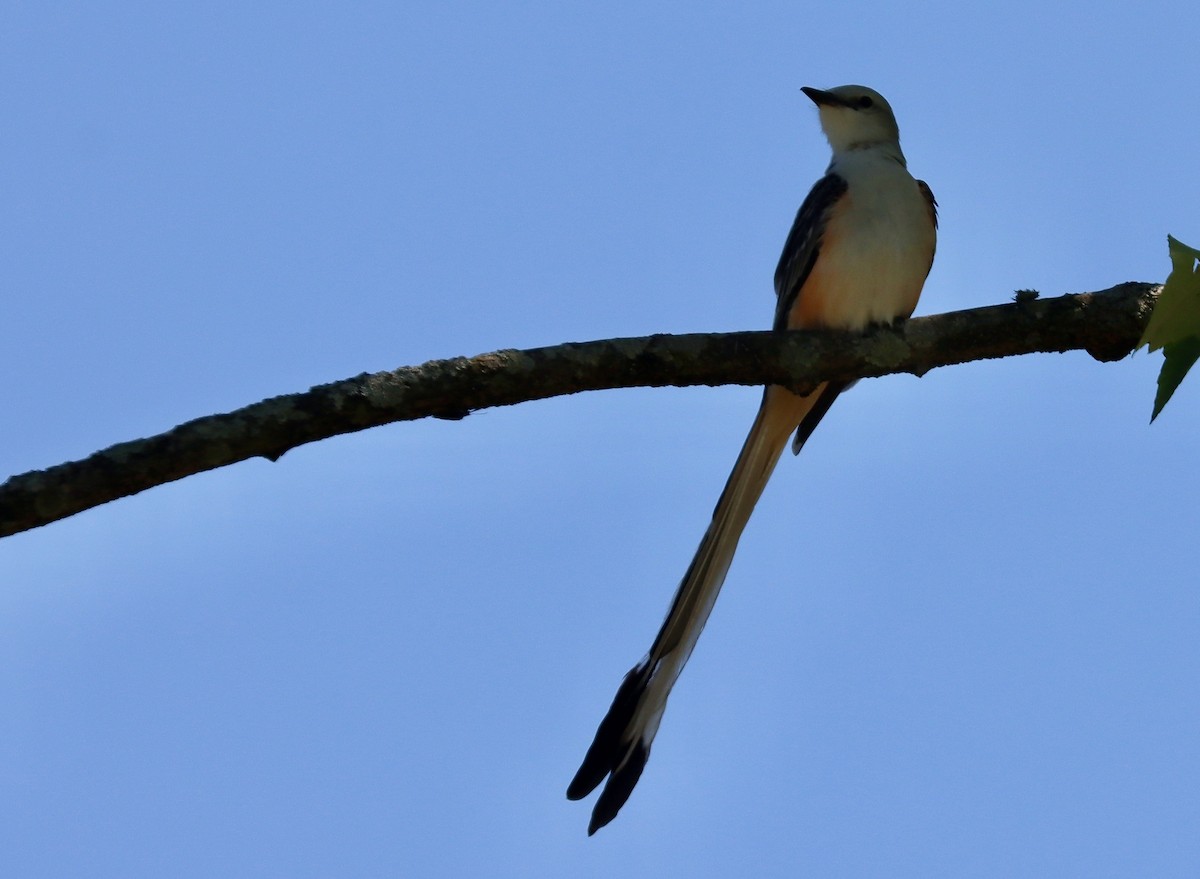 Scissor-tailed Flycatcher - ML618220995