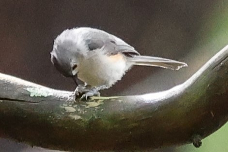 Tufted Titmouse - Duane Yarbrough