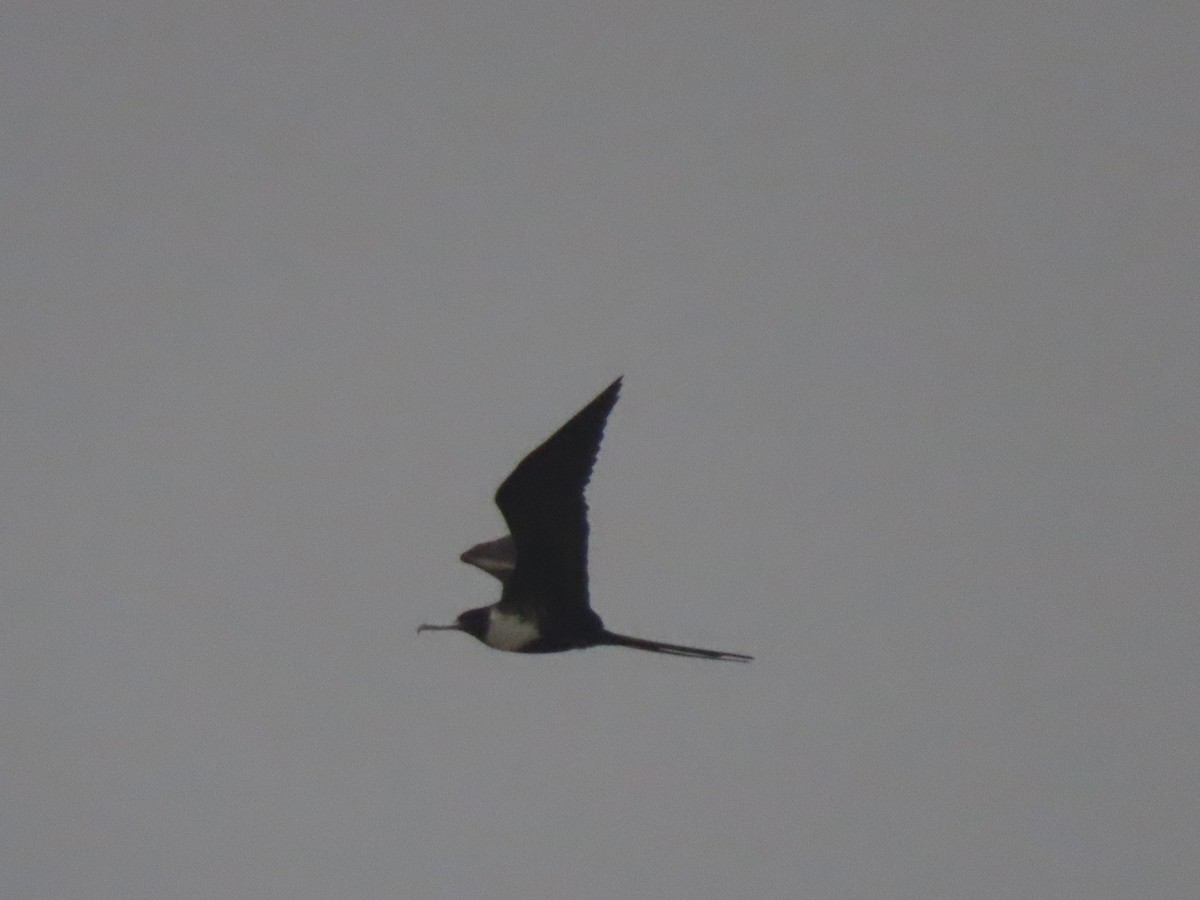 Magnificent Frigatebird - Maia Ginsburg