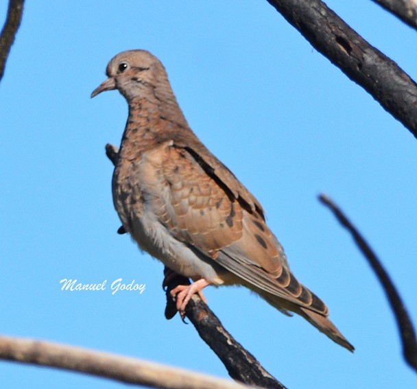 Eared Dove - ML618221049