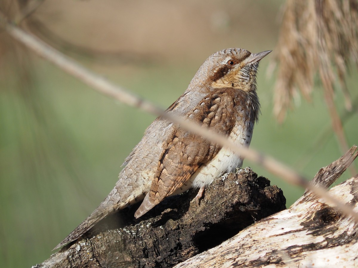 Eurasian Wryneck - Marianne KVE