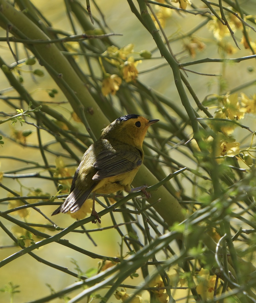 Wilson's Warbler - John Rhoades