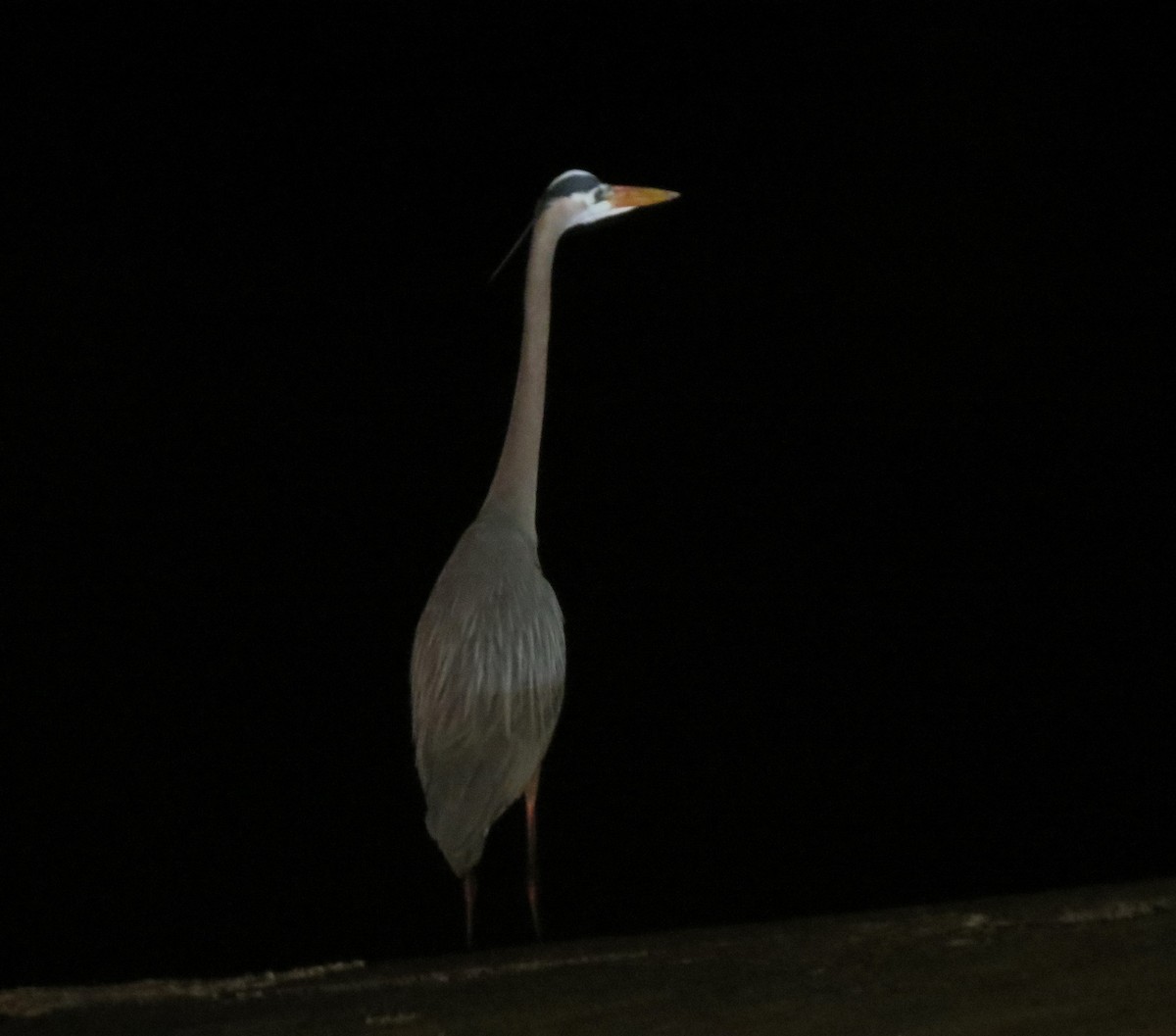 Great Blue Heron - James Hirtle