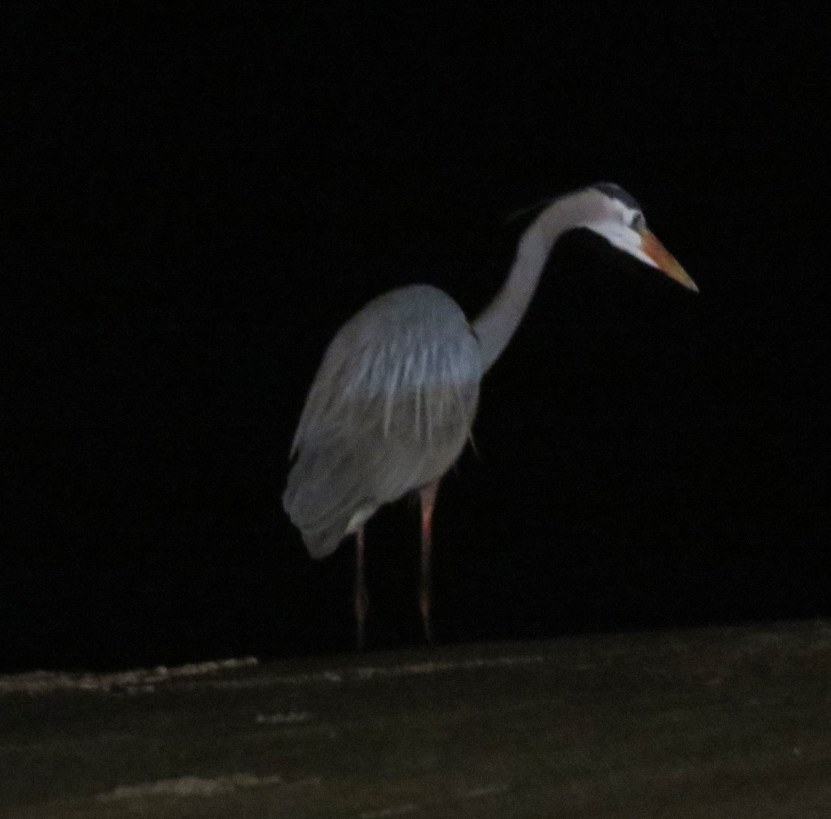 Great Blue Heron - ML618221077