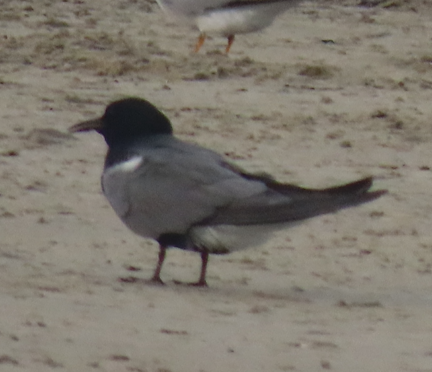 Black Tern - Maia Ginsburg