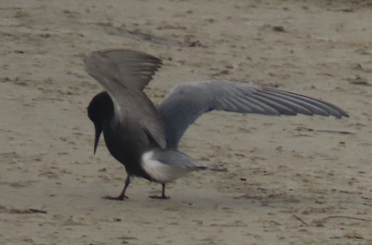 Black Tern - Maia Ginsburg