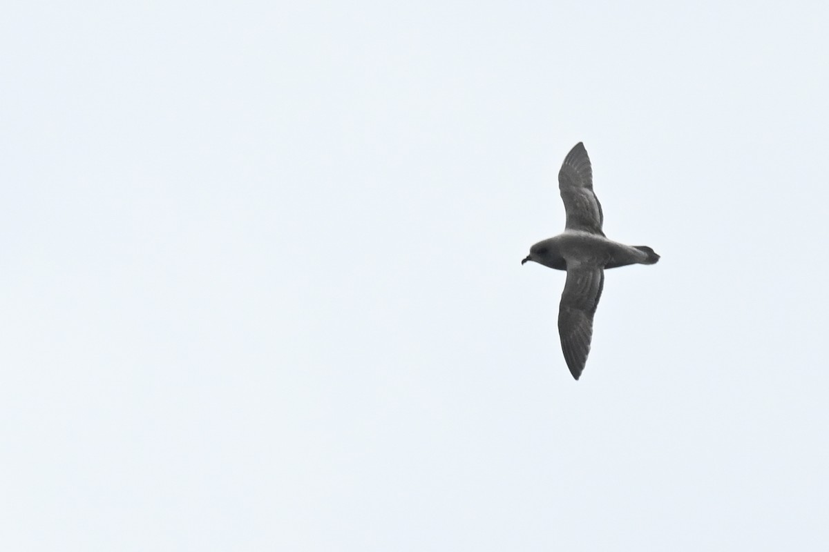 Kerguelen Petrel - ML618221096