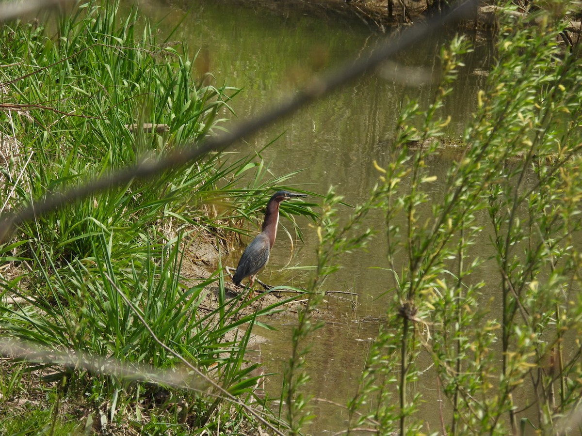 Green Heron - Beth Lenoble