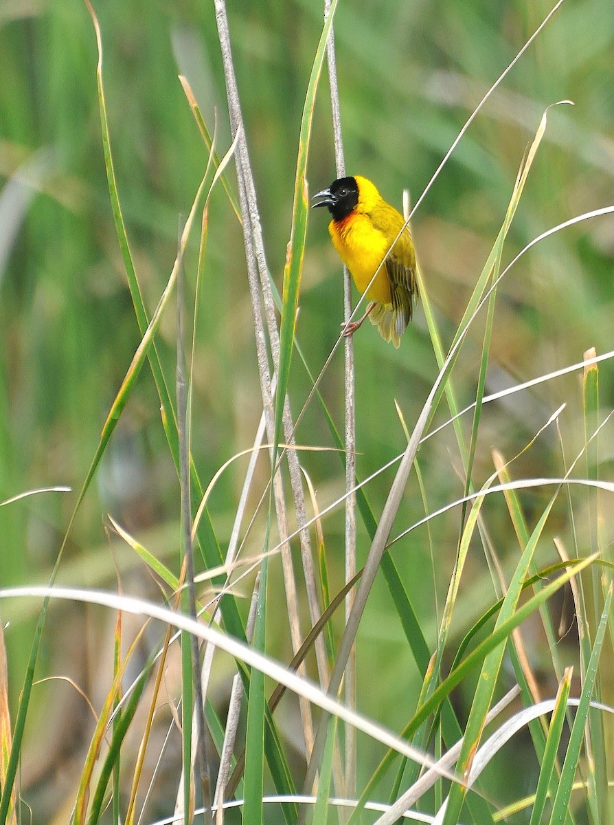 Black-headed Weaver - Renata Štítkovcová