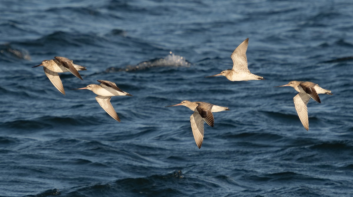 Bar-tailed Godwit - ML618221118