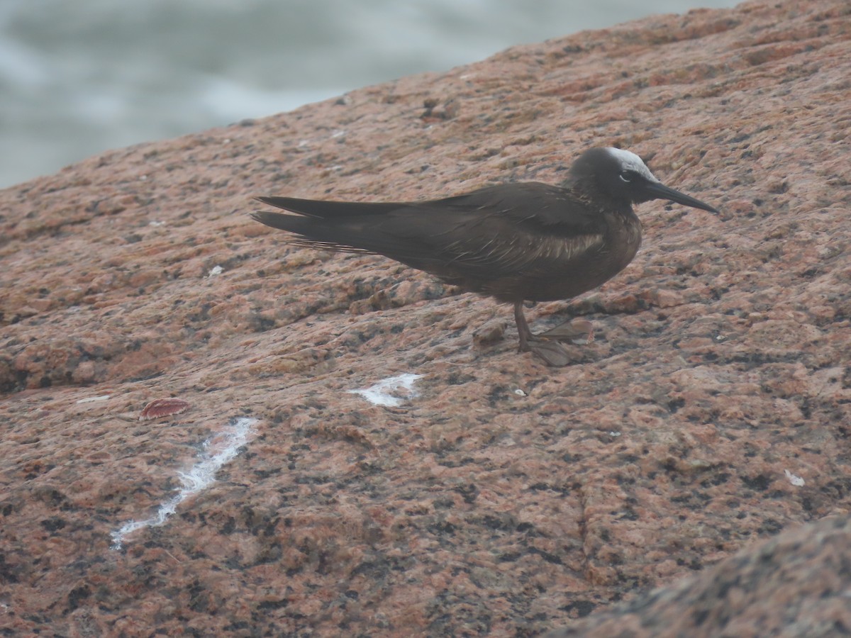 Black Noddy - Maia Ginsburg