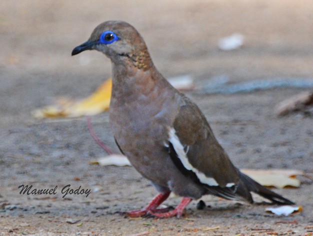 West Peruvian Dove - ML618221131