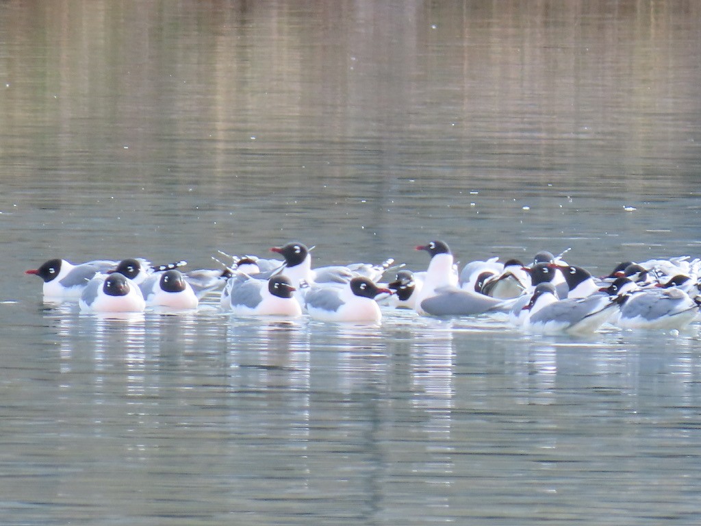 Franklin's Gull - fran rulon-miller