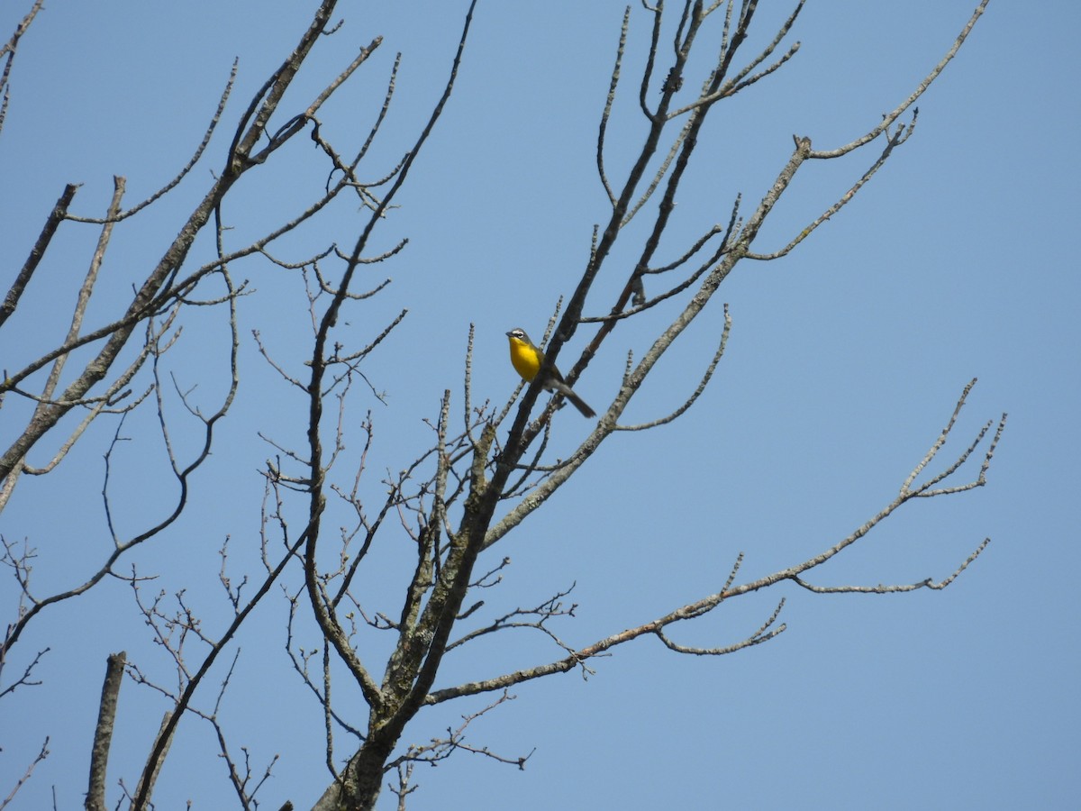 Yellow-breasted Chat - ML618221151