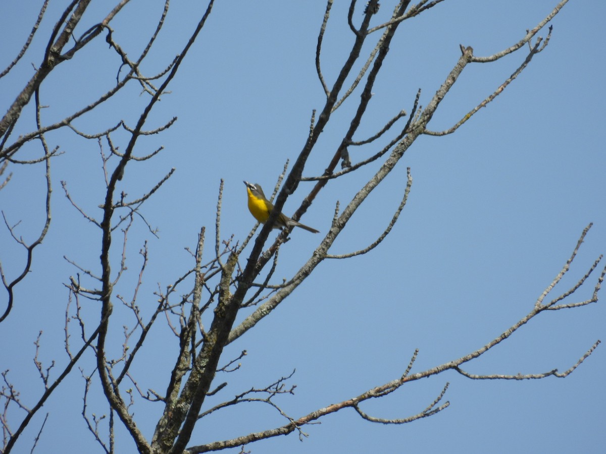 Yellow-breasted Chat - ML618221152