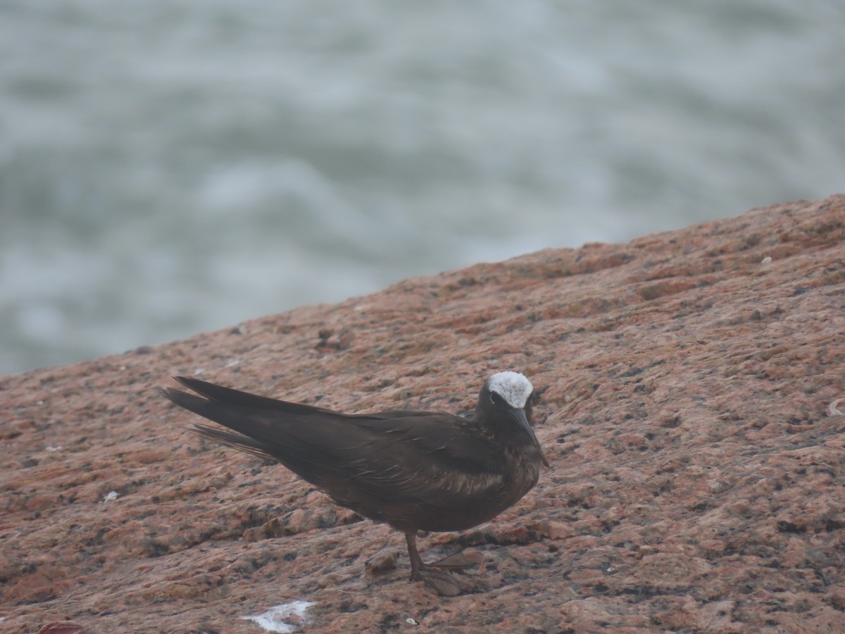 Black Noddy - Maia Ginsburg