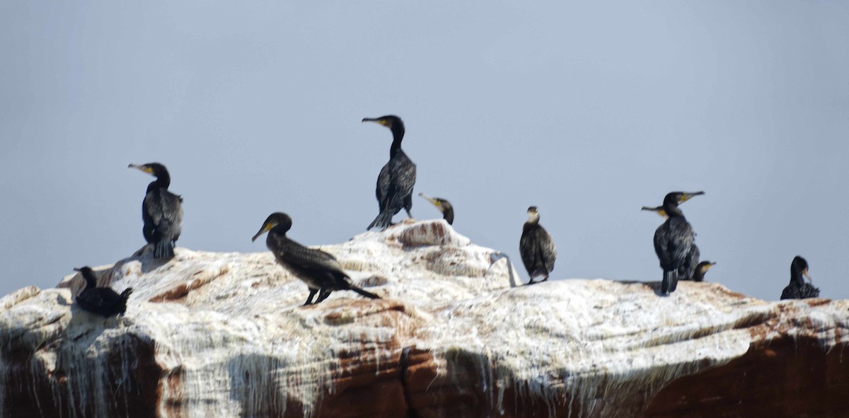 Great Cormorant - Robin Rowland