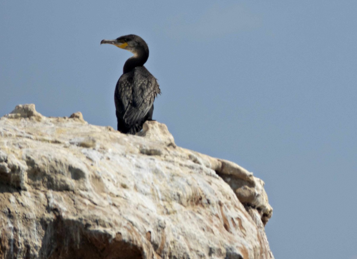 Great Cormorant - Robin Rowland