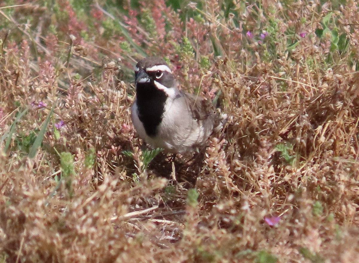 Black-throated Sparrow - ML618221177