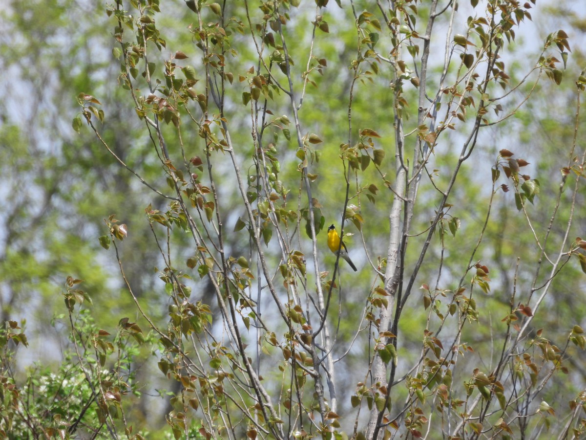 Yellow-breasted Chat - Beth Lenoble