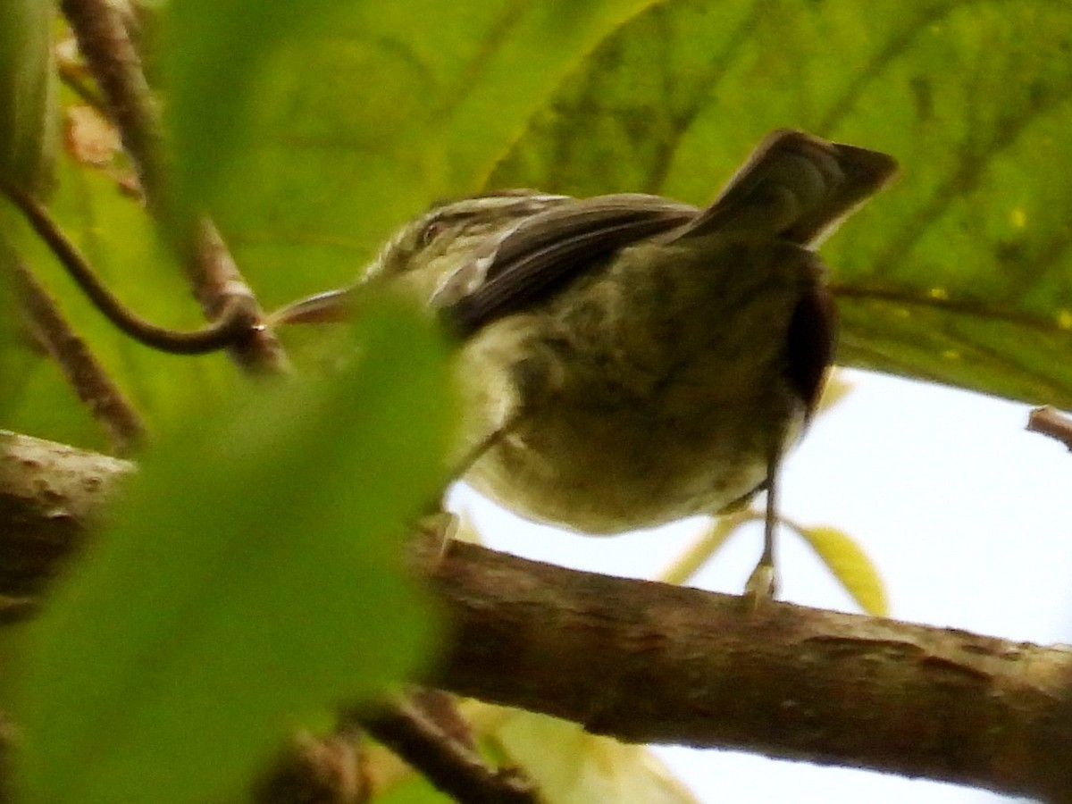 Double-banded Graytail - ML618221204