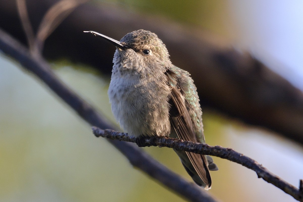 Anna's Hummingbird - lise owens